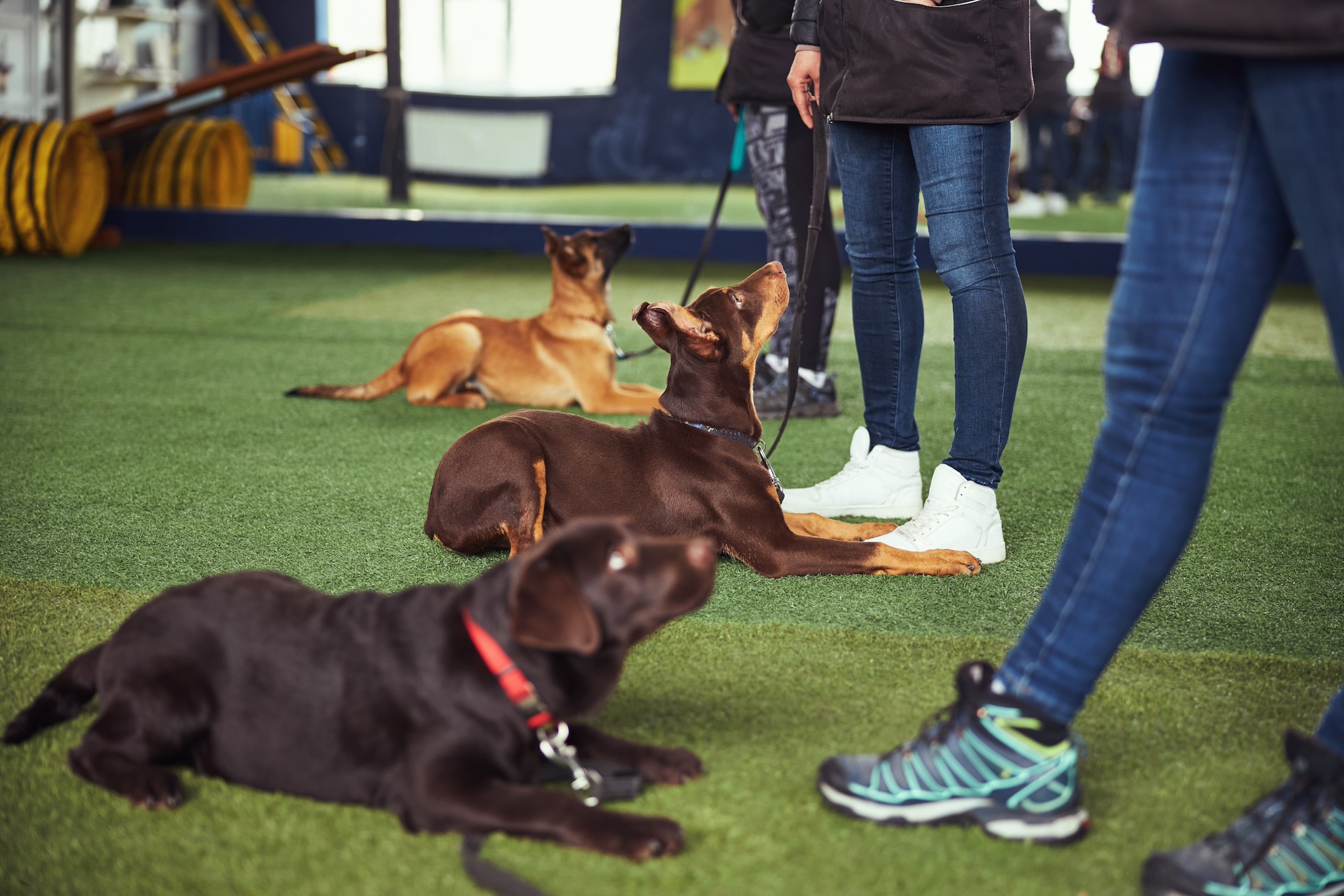 Canines,Being,Trained,By,Experienced,Dog,Handlers
